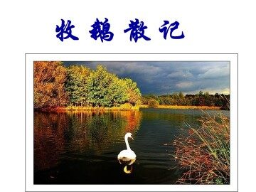 牧鹅散记_课件1