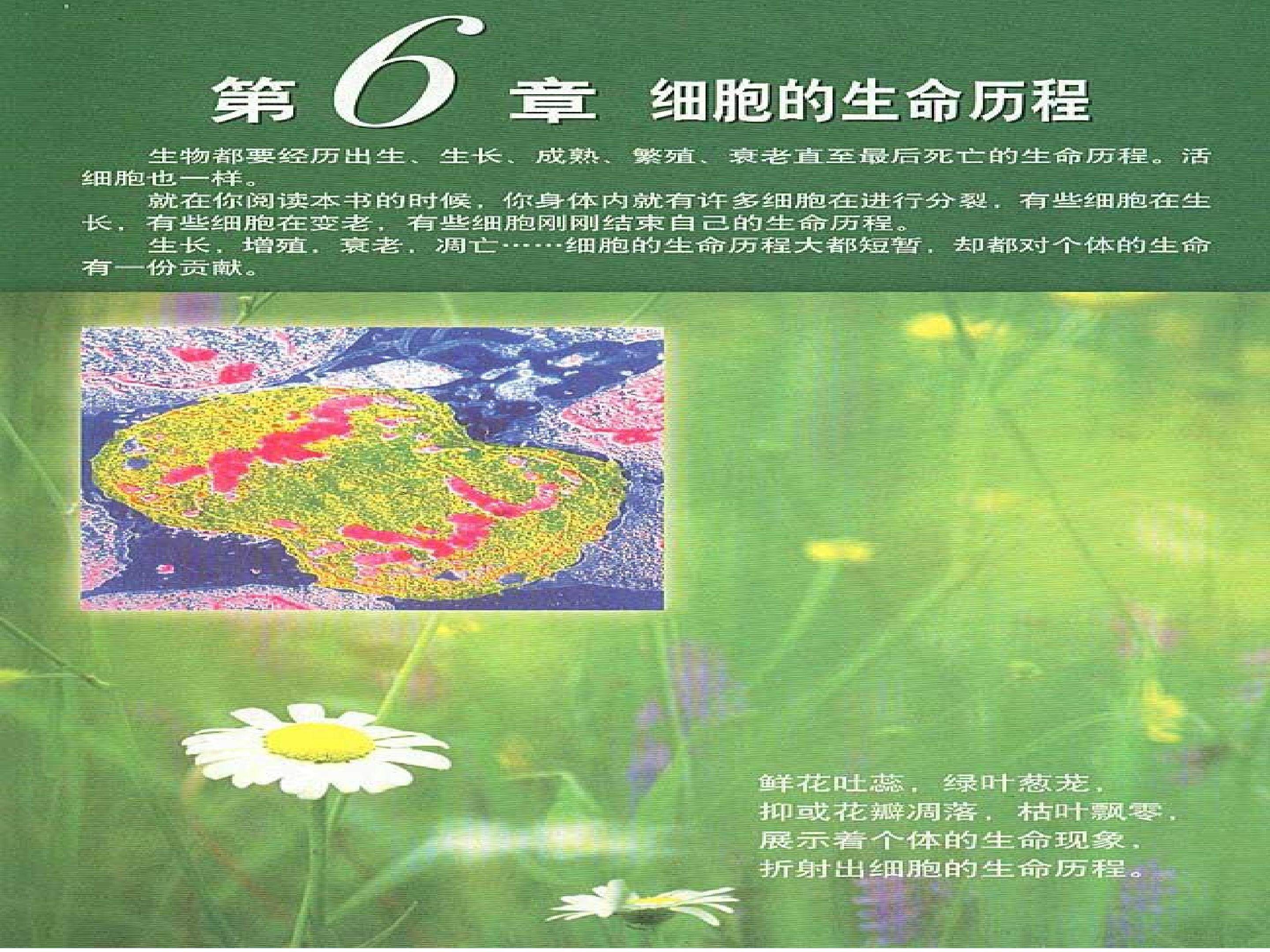 细胞的增殖