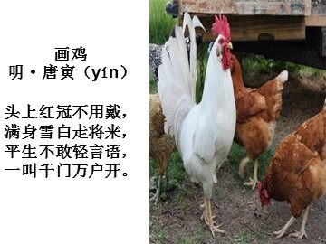 16* 母鸡