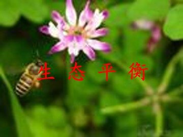 生态平衡_课件1