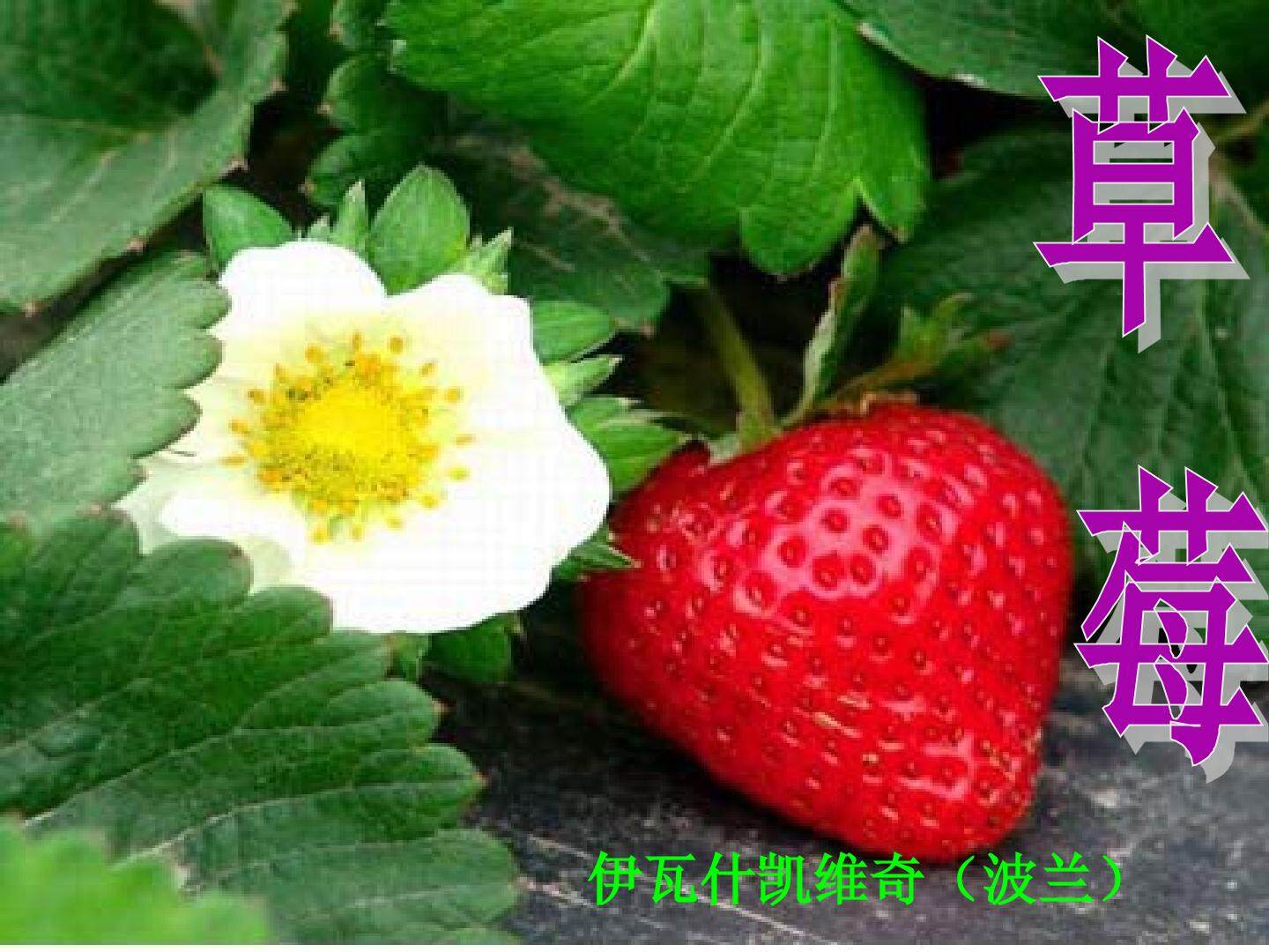 草   莓_课件1