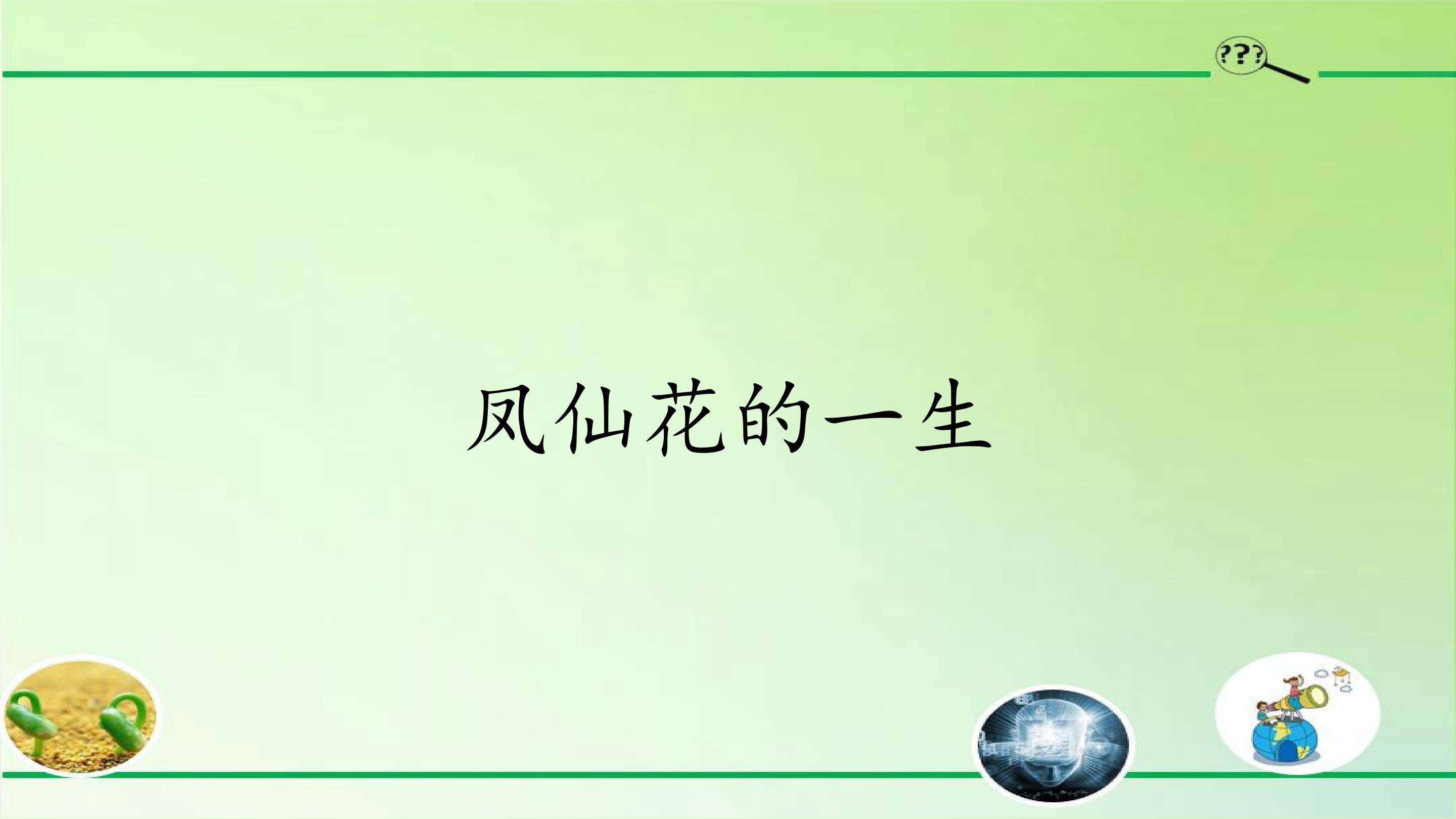 凤仙花的一生