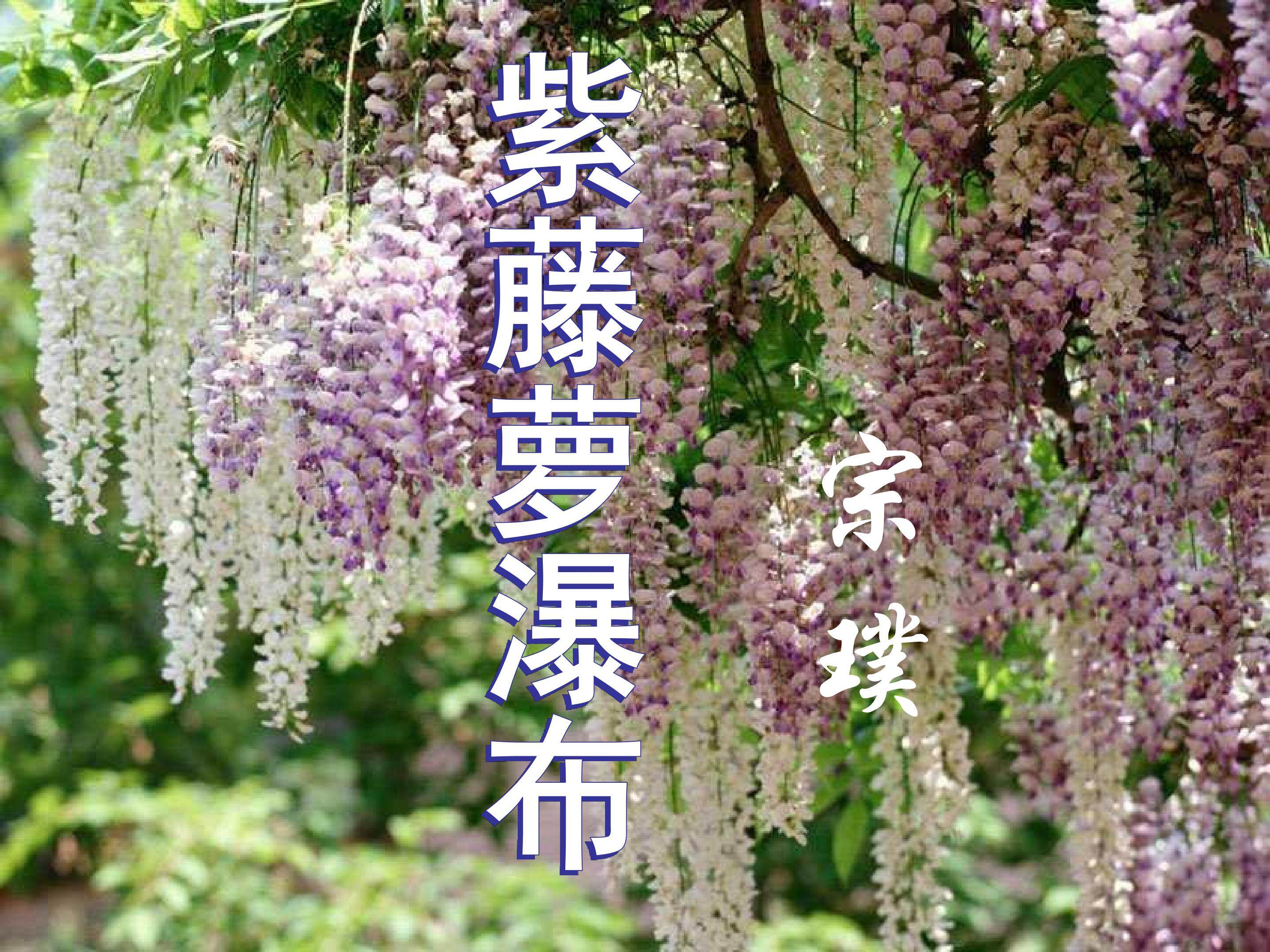 《紫藤萝瀑布》第2课时