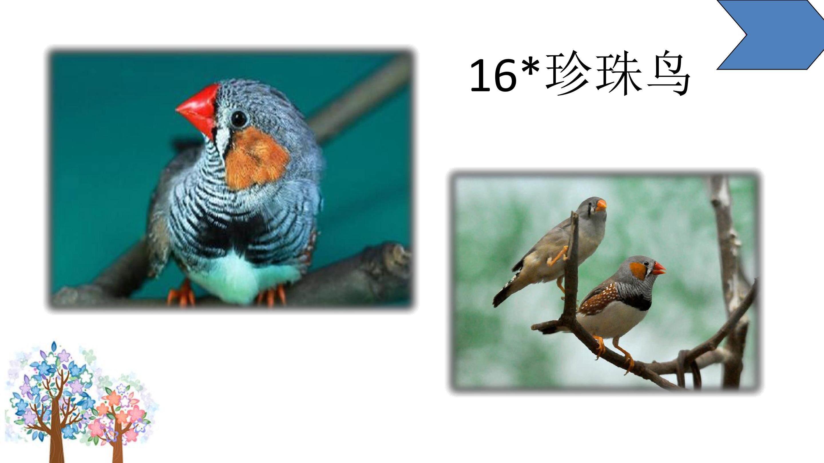 珍珠鸟