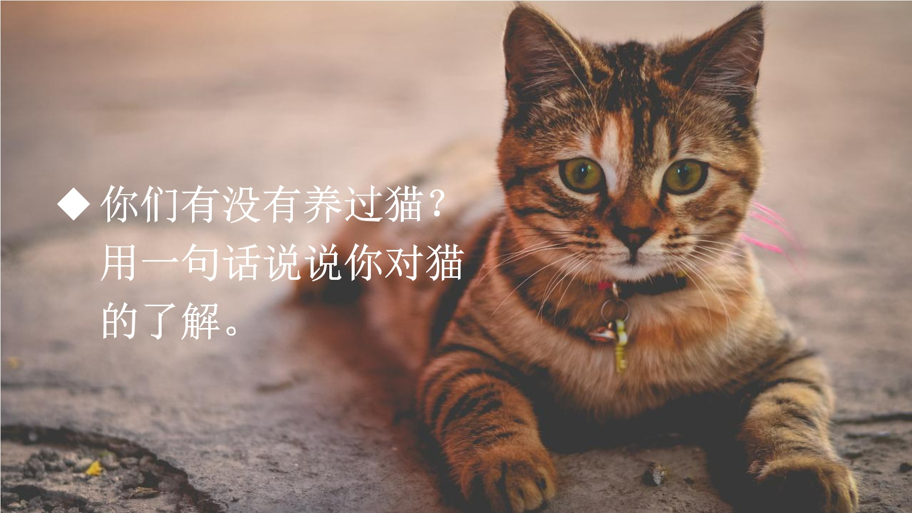 探讨“猫”的古怪性格