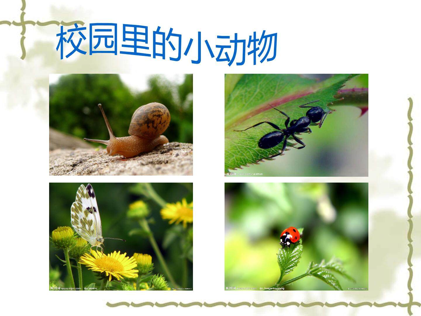 3. 校园里的小动物