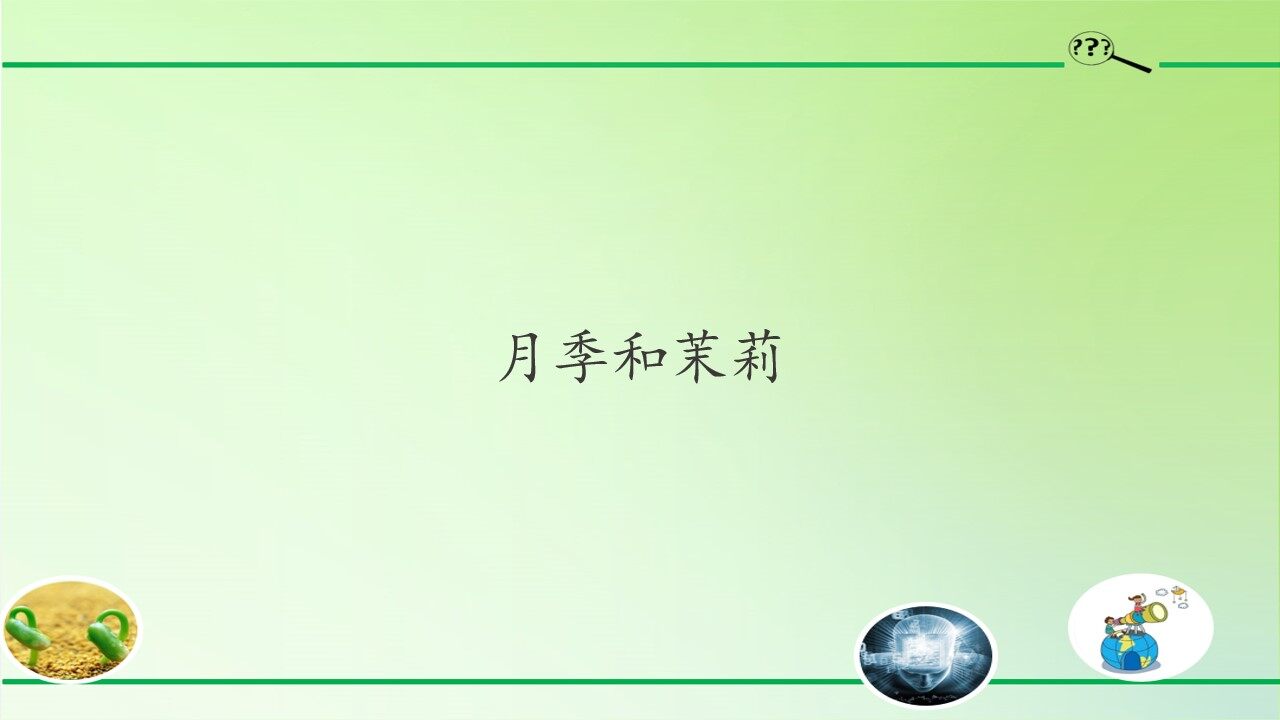 月季和茉莉