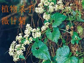 19 * 生物入侵者