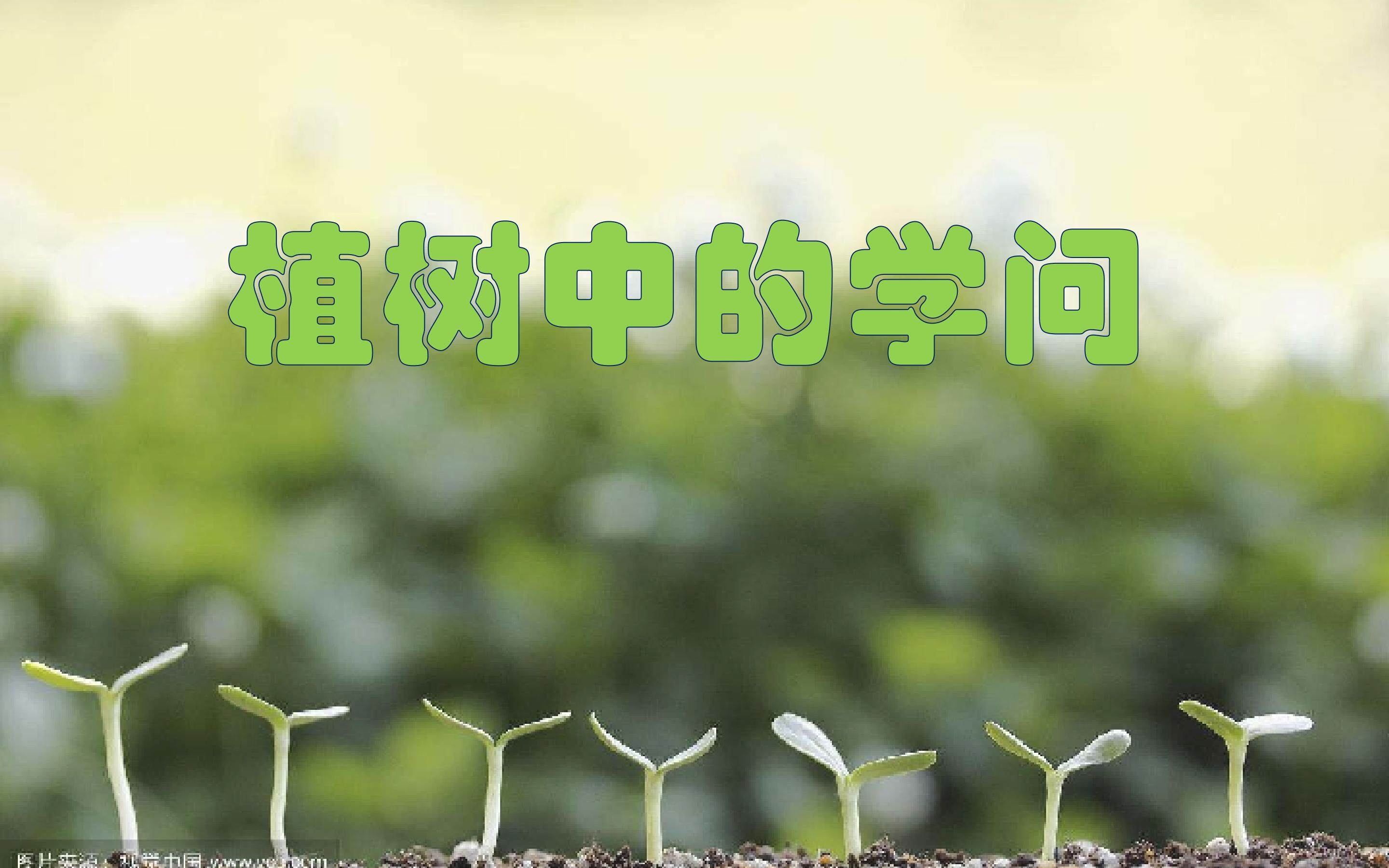 植树中的学问