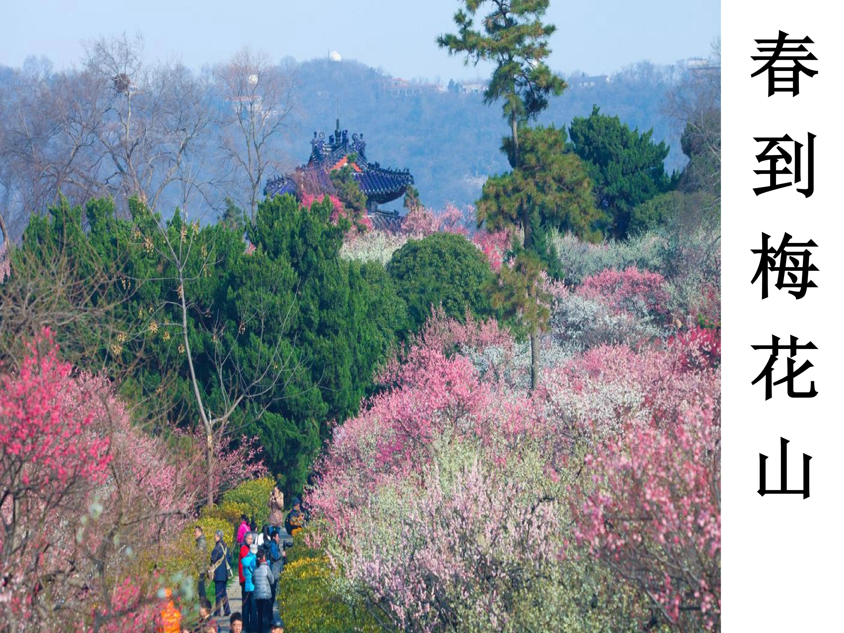 春到梅花山