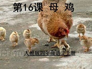 16* 母鸡