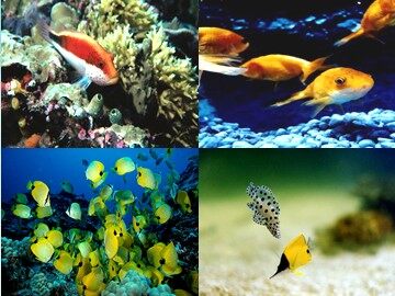 28 浅水洼里的小鱼 
