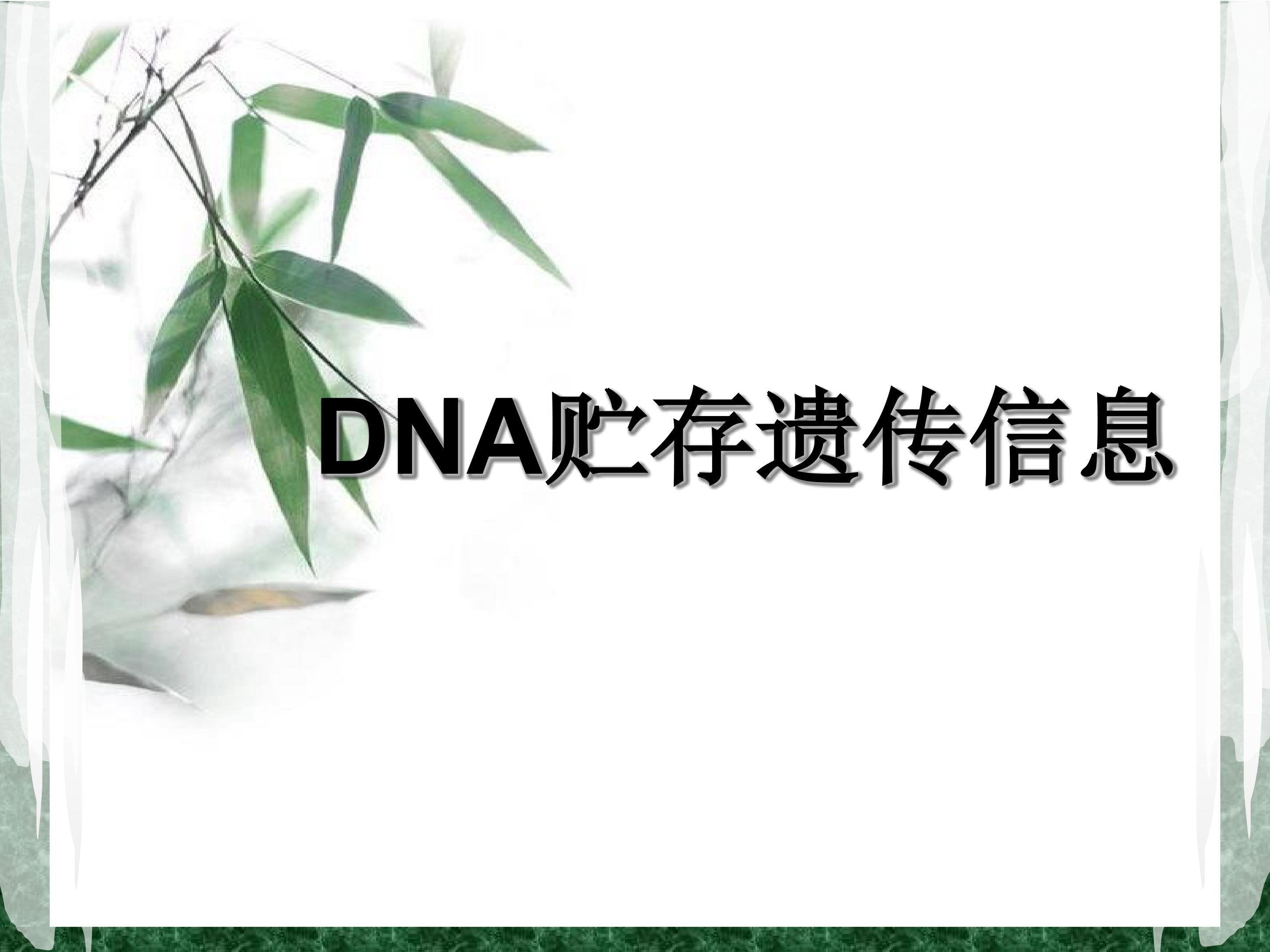 DNA贮存遗传信息_课件1