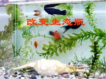 《改变生态瓶》课件2