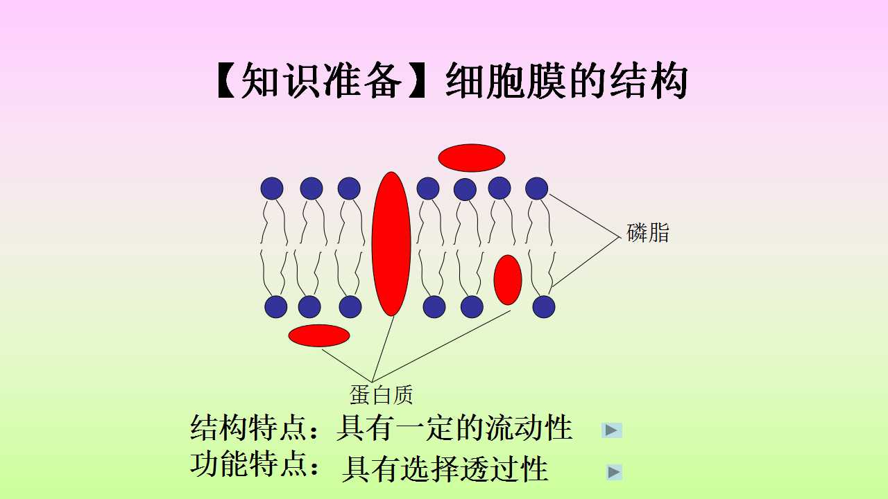 物质跨膜运输的方式