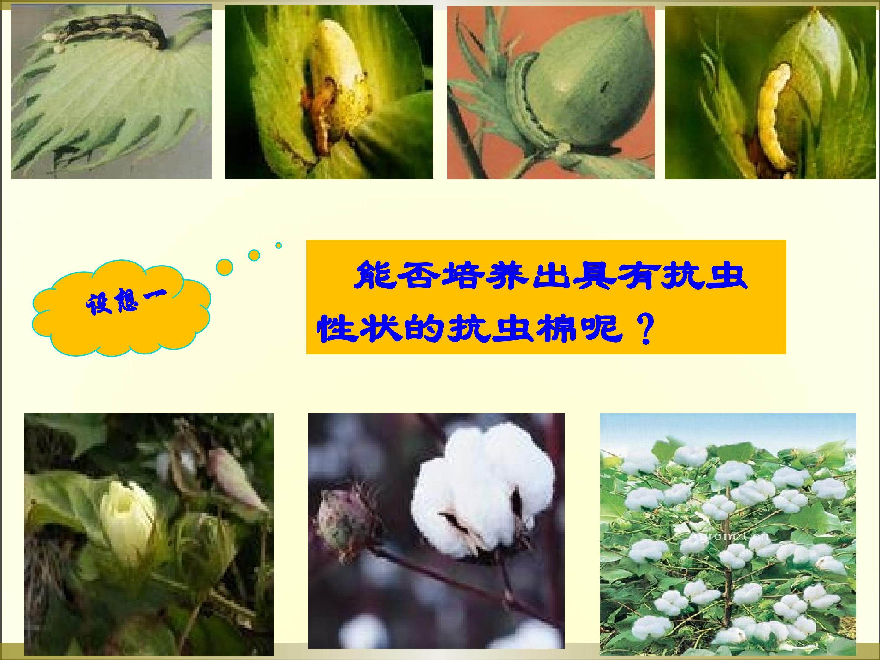 DNA重组技术的基本工具