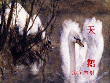 天鹅_课件2