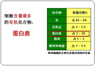 科学史话  世界上第一个人工合成蛋白质的诞生