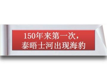 150年来第一次，泰晤士河出现海豹_课件1
