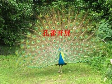 孔雀开屏_课件1