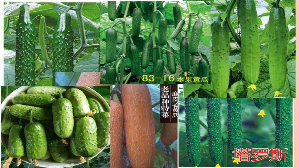 高三一轮复习《变异与育种》