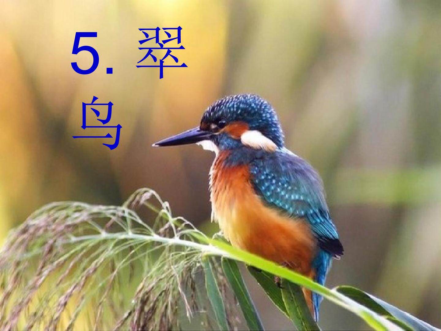 翠鸟