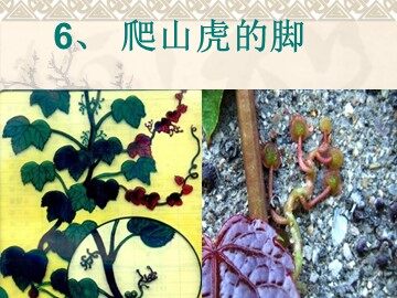 6 爬山虎的脚