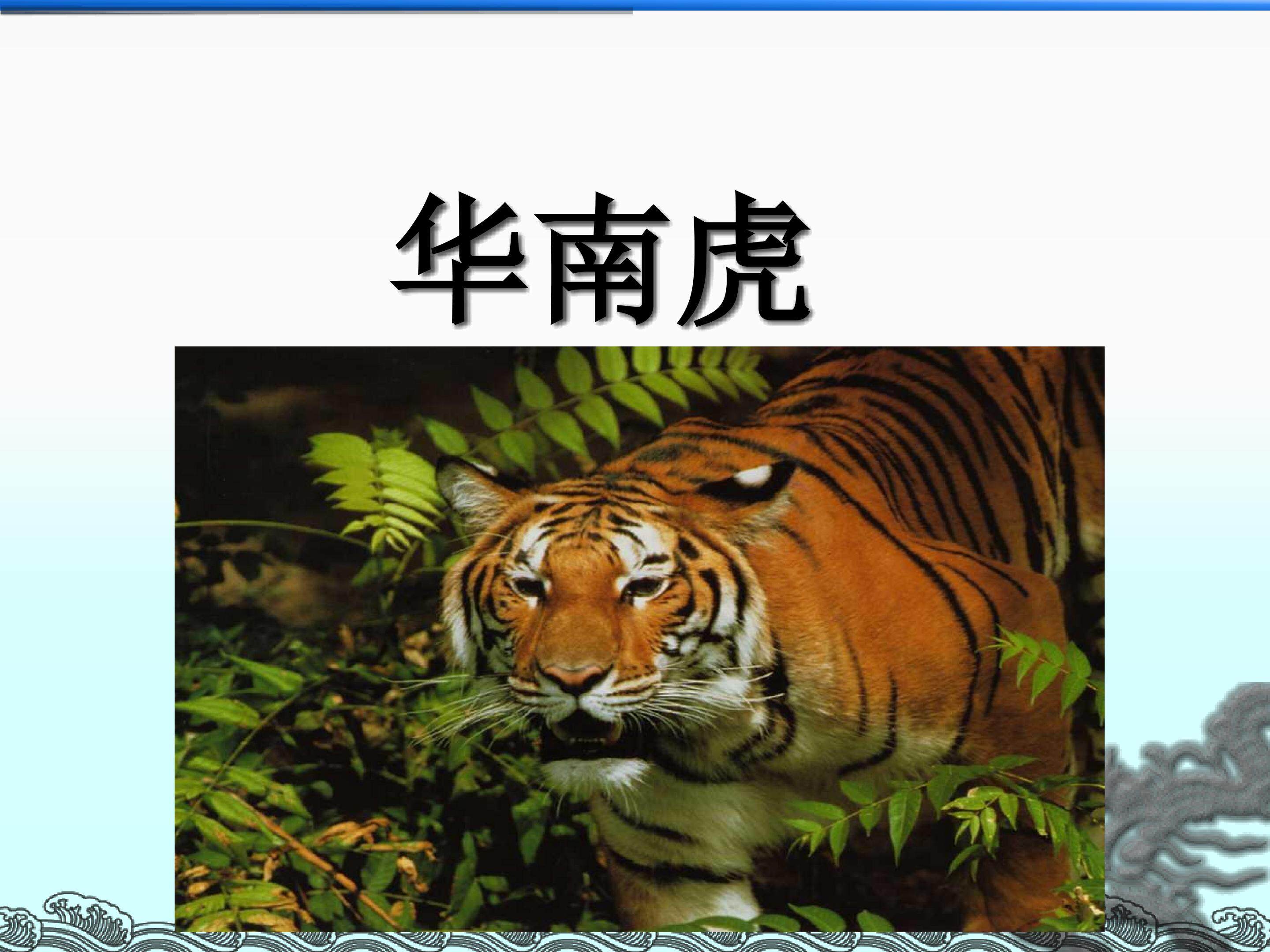 华南虎_课件2