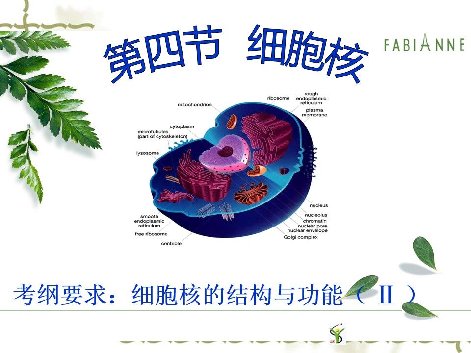 细胞核