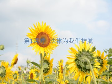 法律为我们护航