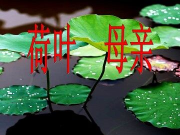 荷叶·母亲_课件2