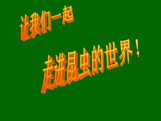 绿色蝈蝈_课件10