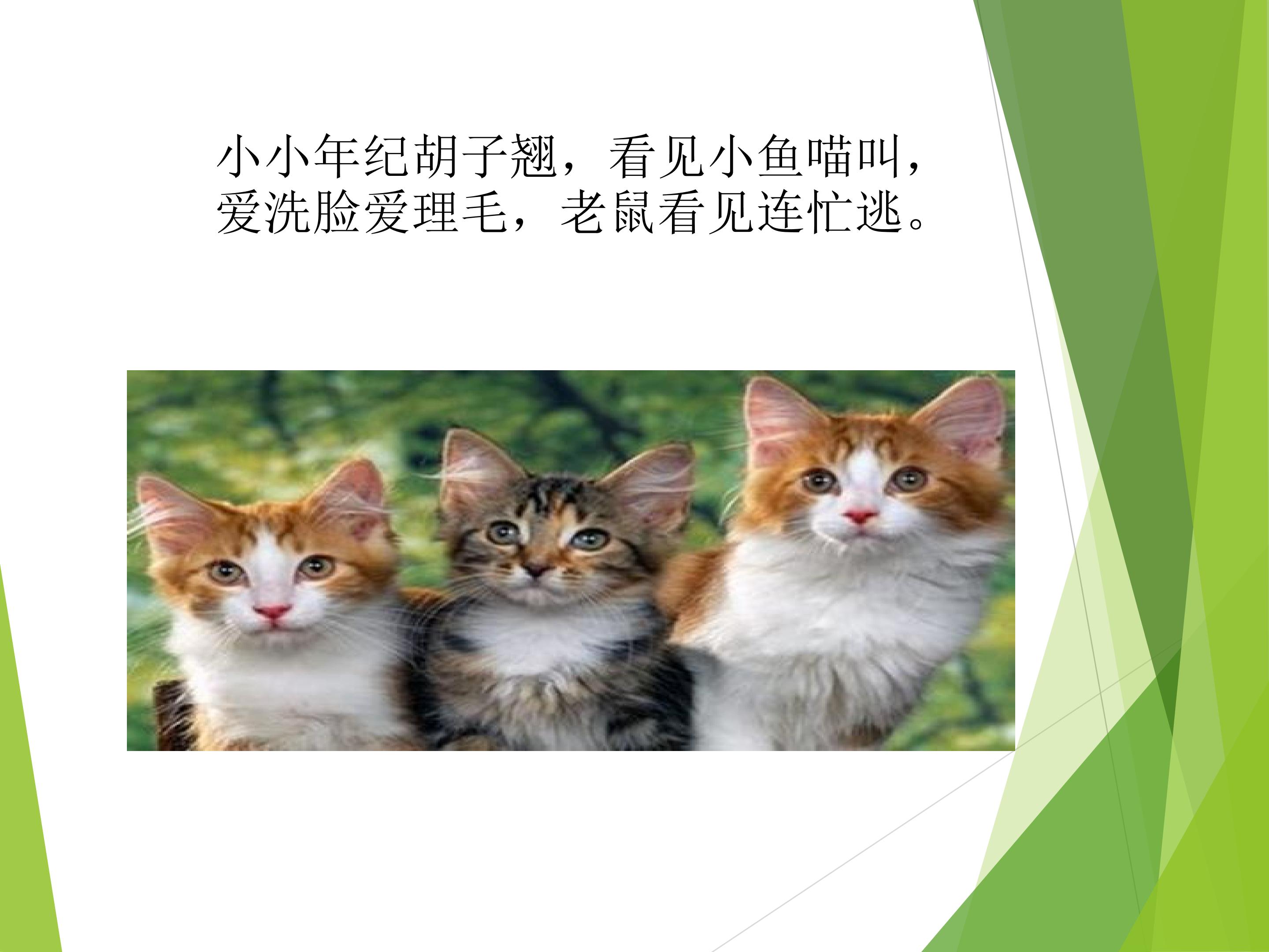 《我喜欢的动物》PPT