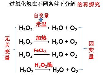 二  酶的特性