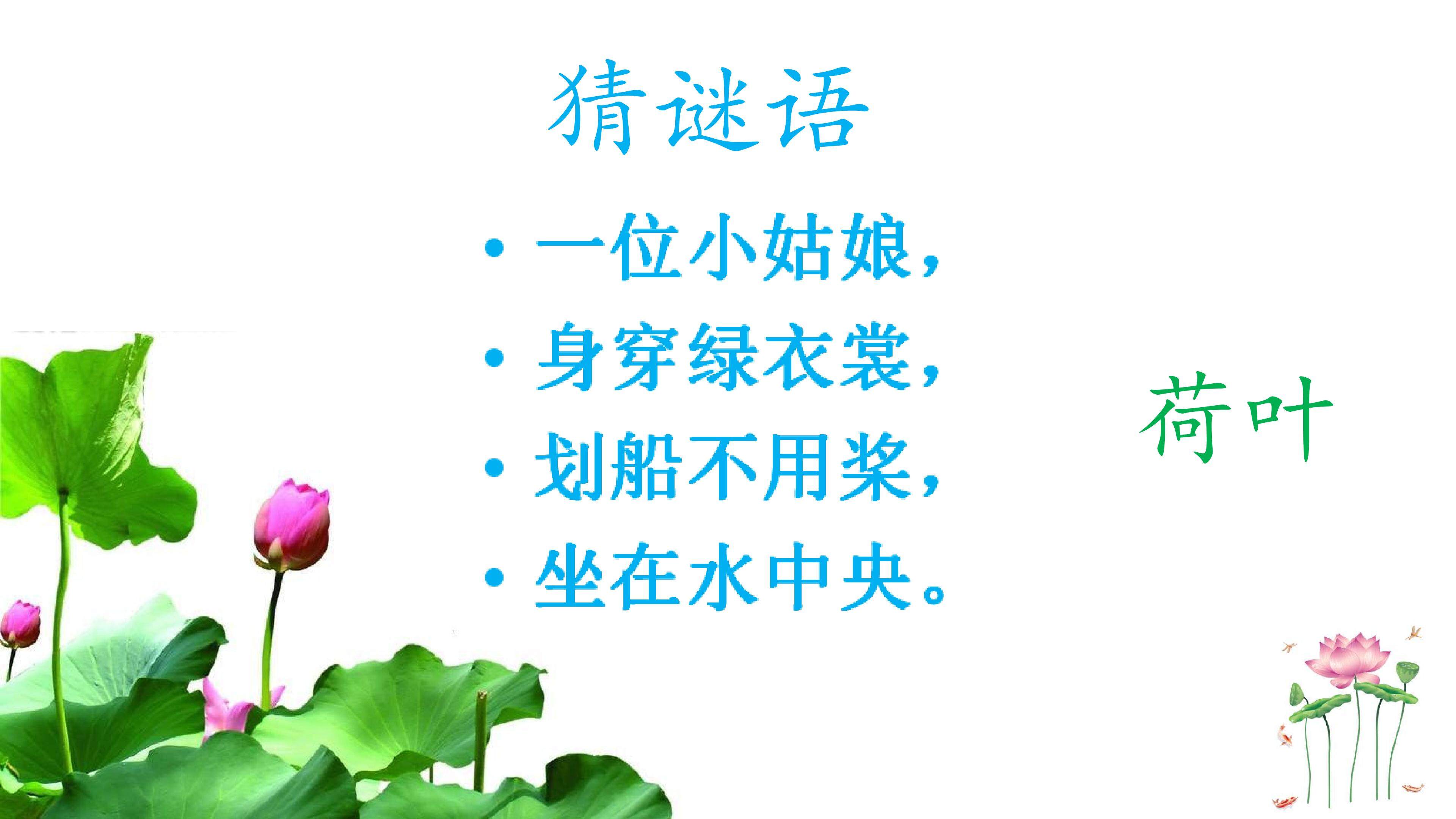 荷叶圆圆000