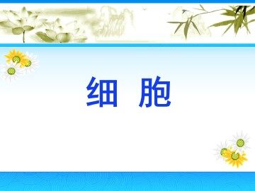 细胞_课件1