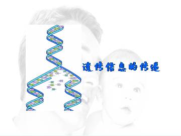遗传信息的传递_课件1