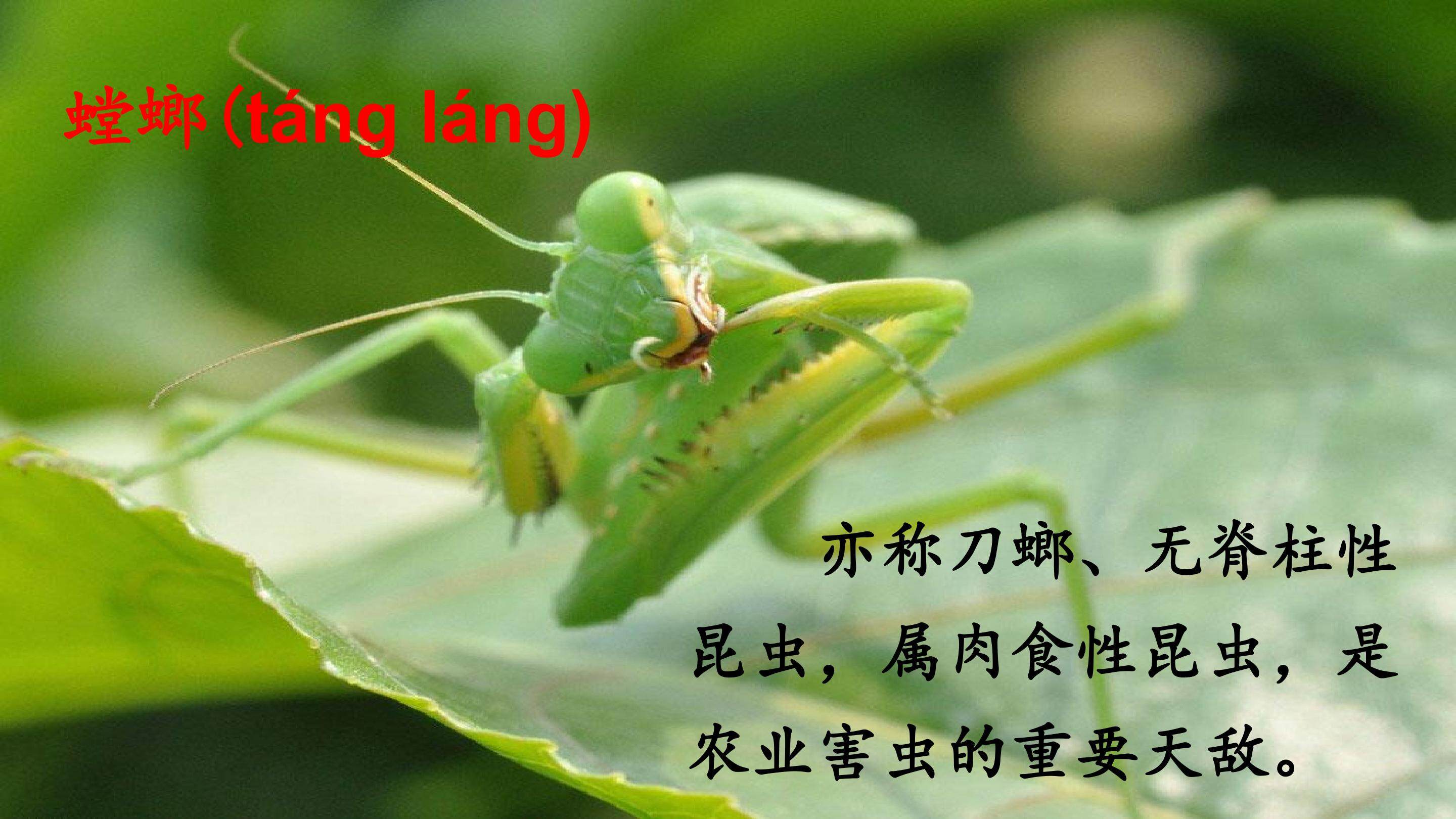 我是一只小虫子