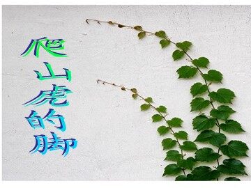 6 爬山虎的脚