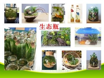 6.做一个生态瓶