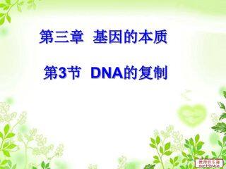 DNA的复制