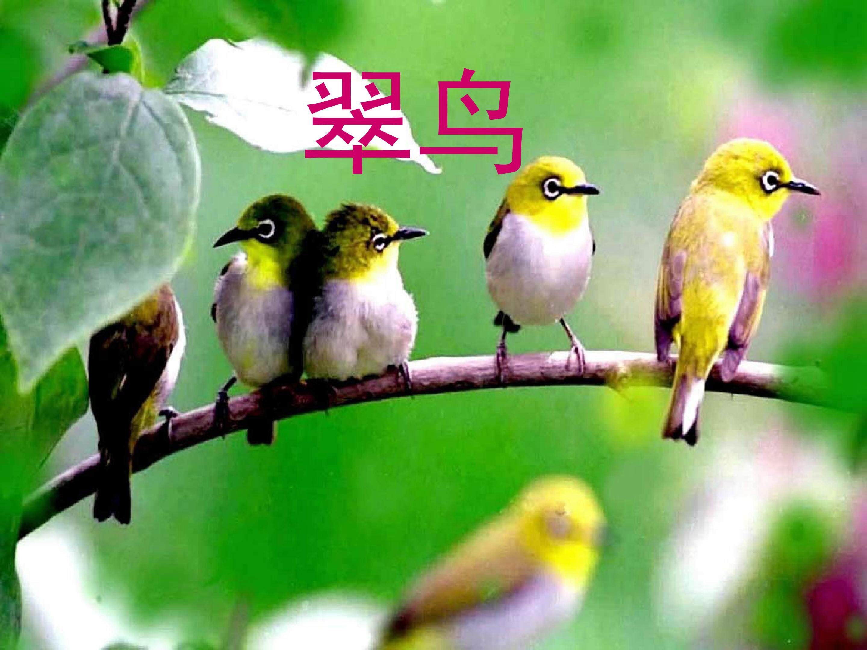 《翠鸟》