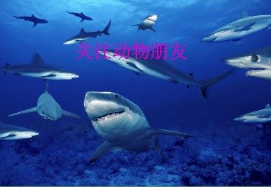 关注动物朋友_课件1