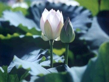 3 荷花