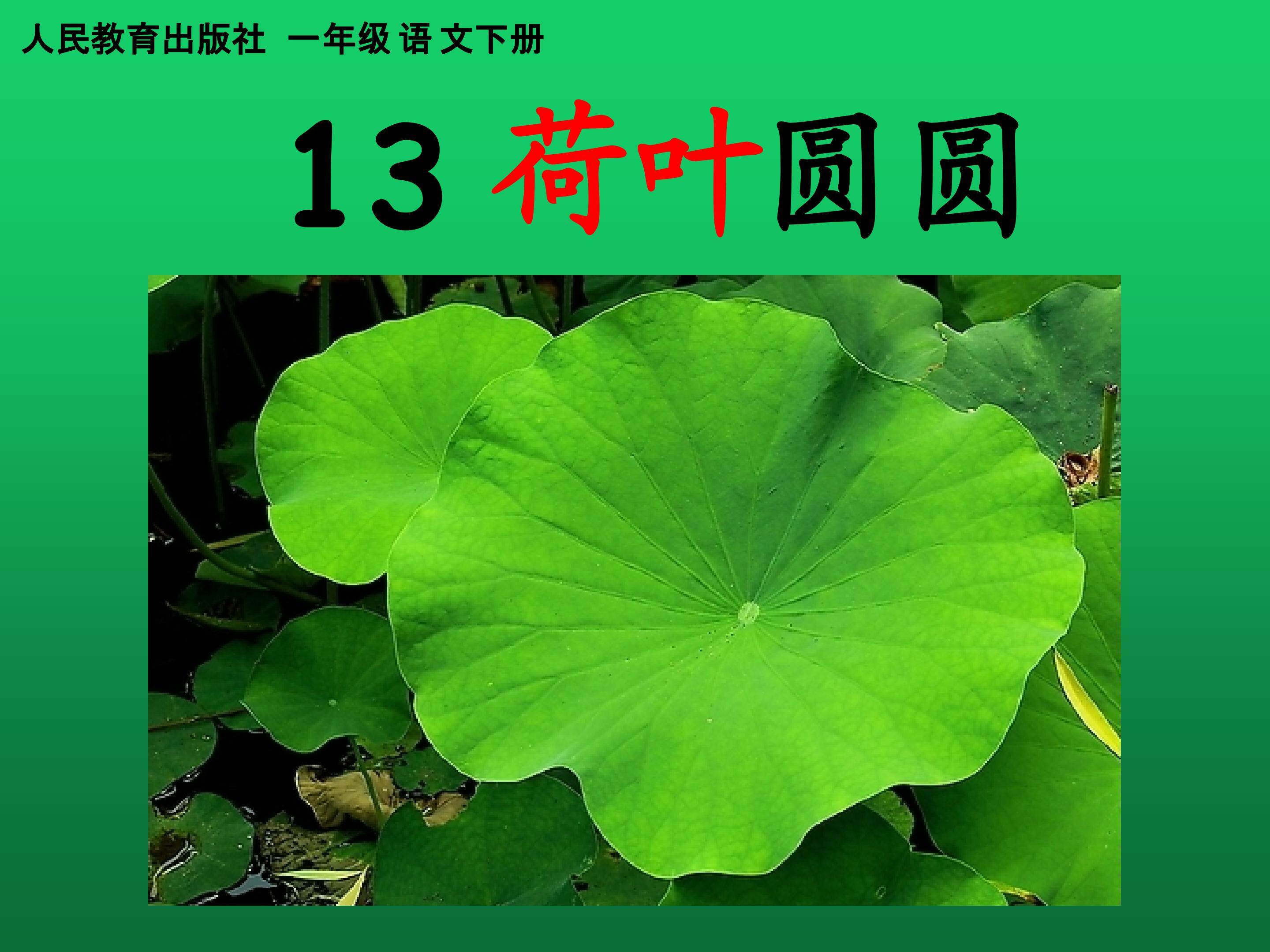 荷叶圆圆