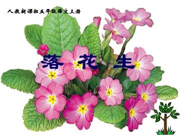15 落花生