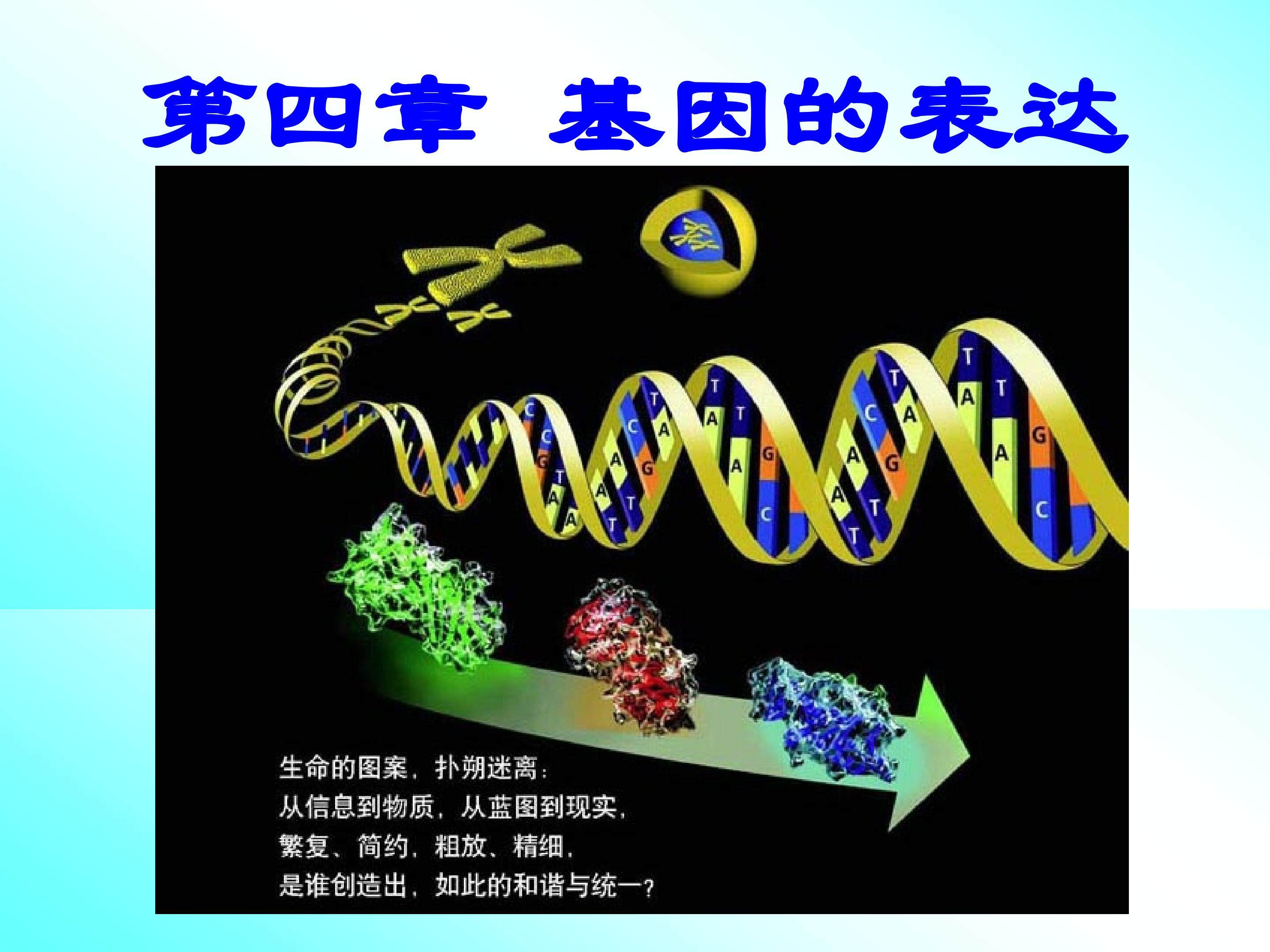 基因指导蛋白质的合成