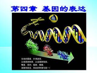基因指导蛋白质的合成