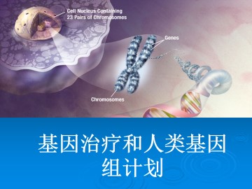 基因治疗和人类基因组计划_课件1