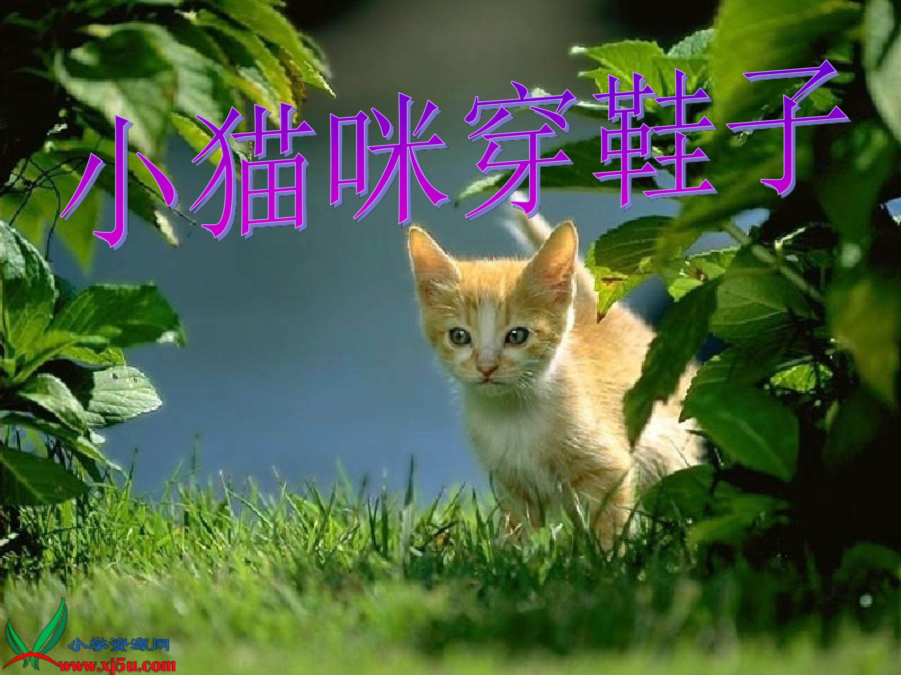 小猫咪穿鞋子